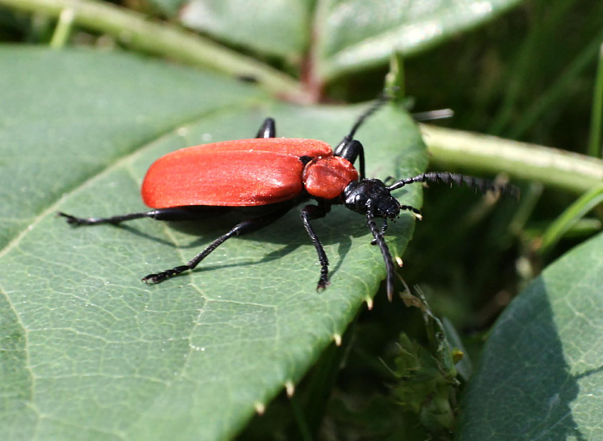 Pyrochroa coccinea